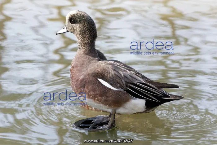 : American Widgeon male : American Widgeon male