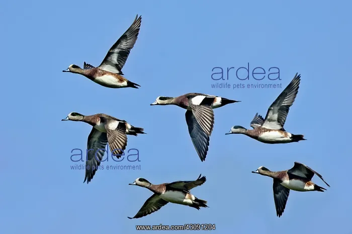 : American Widgeon Males flying : American Widgeon Males flying