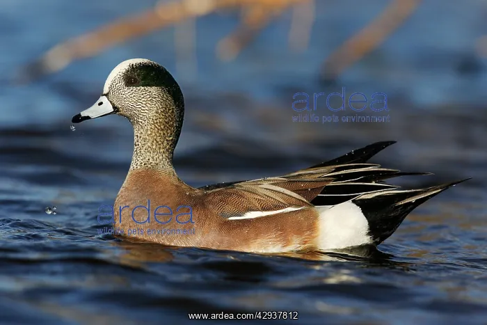  : American Wigeon