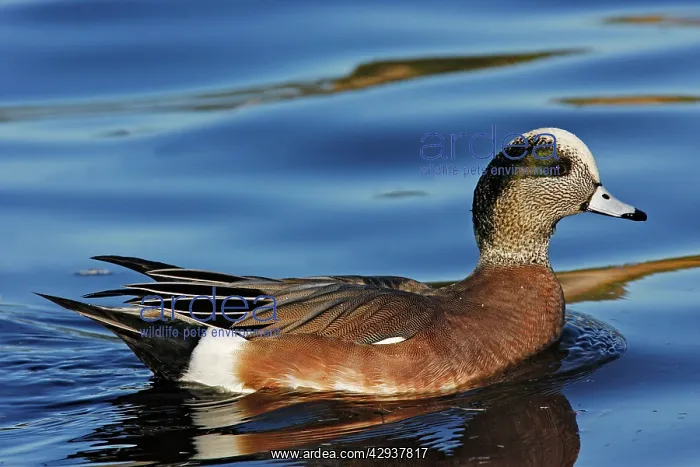  : American Wigeon