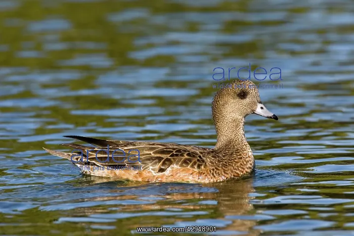  : American Wigeon