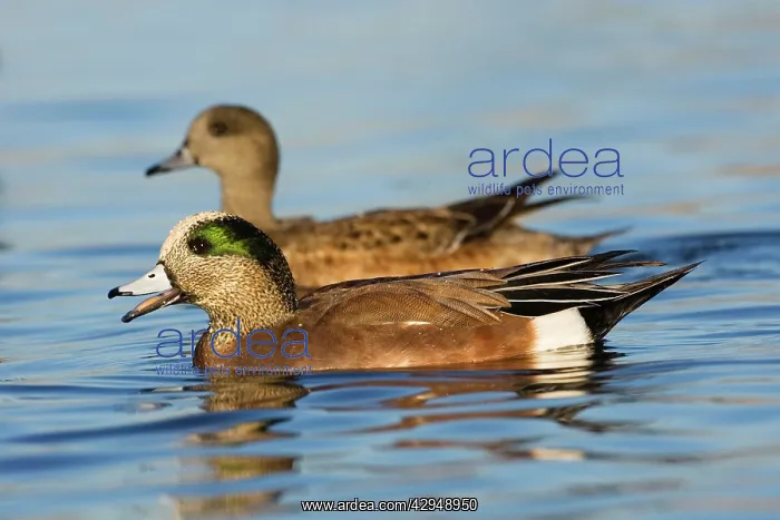  : American Wigeon