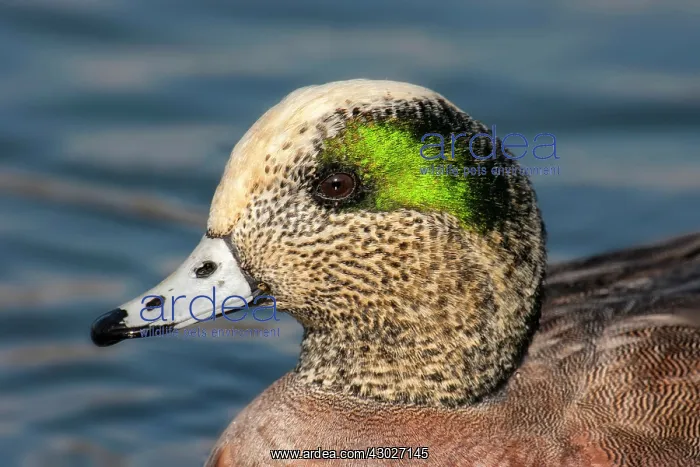 : American Wigeon : American Wigeon