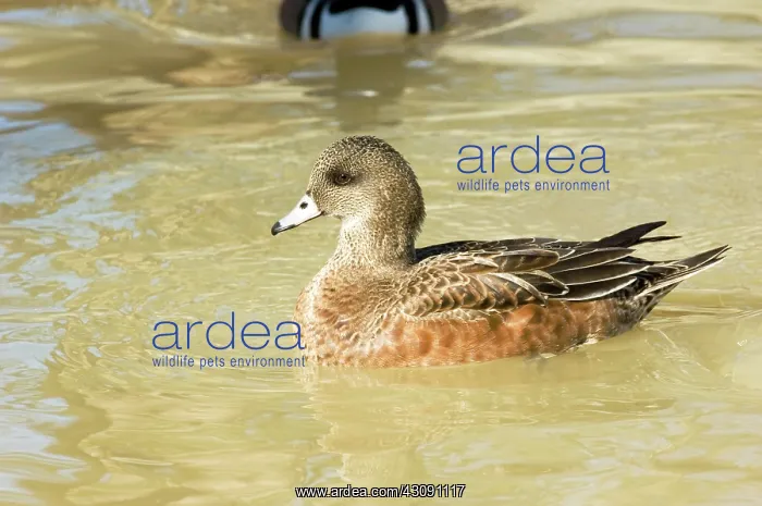 : American Wigeon : American Wigeon