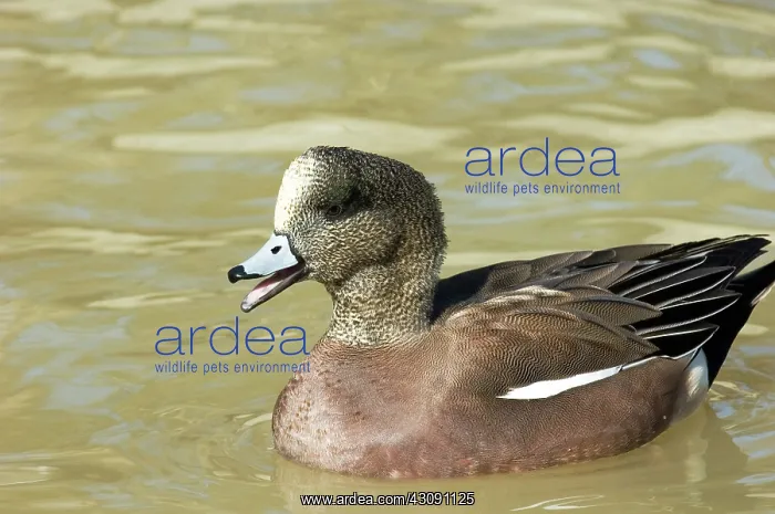  : American Wigeon