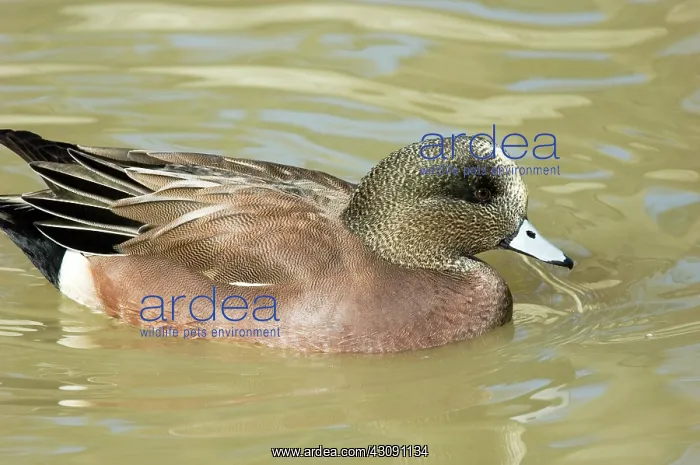 : American Wigeon : American Wigeon