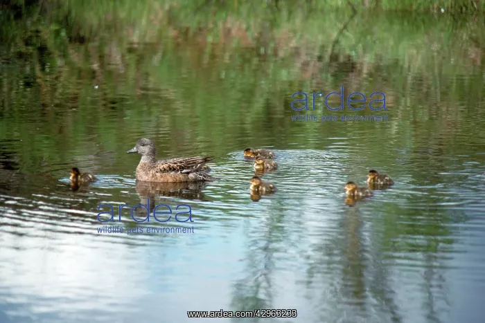 : American Wigeon - adult and young : American Wigeon - adult and young