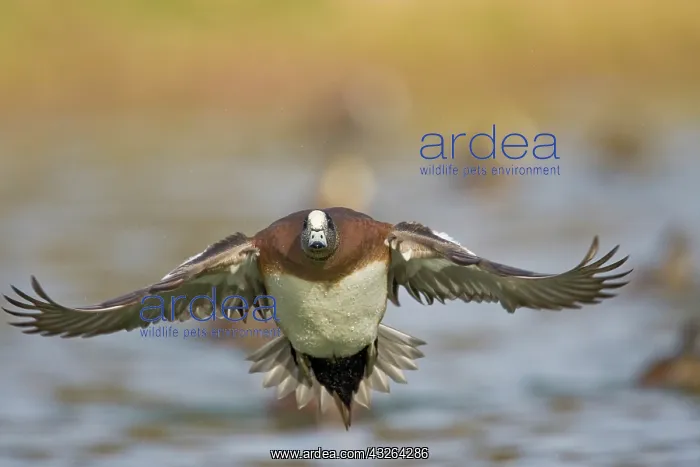 : American Wigeon (Anas americana) male landing : American Wigeon (Anas americana) male landing