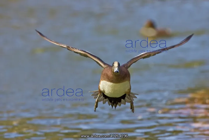 : American Wigeon (Anas americana) male landing : American Wigeon (Anas americana) male landing