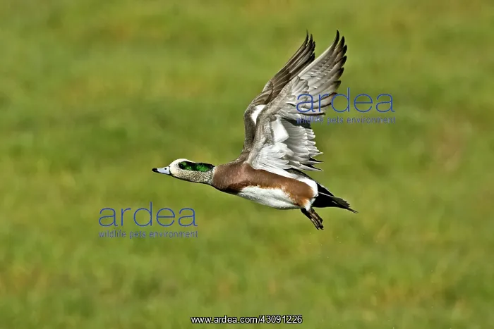 : American Wigeon Drake : American Wigeon Drake