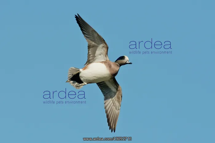 : American Wigeon Drake : American Wigeon Drake
