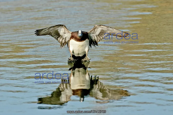 : American Wigeon drake : American Wigeon drake