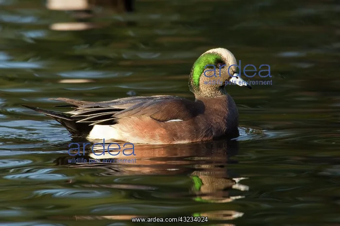 : An American Wigeon drake (Anas americana) : An American Wigeon drake (Anas americana)