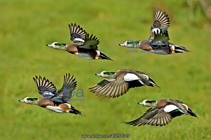 : American Wigeon drakes : American Wigeon drakes