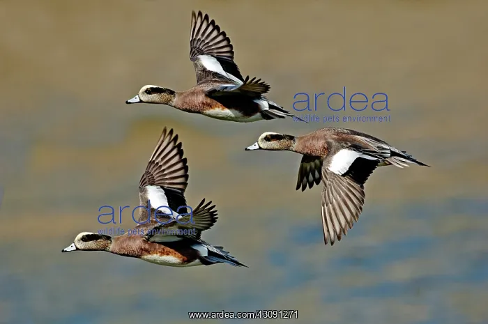 : American Wigeon drakes : American Wigeon drakes