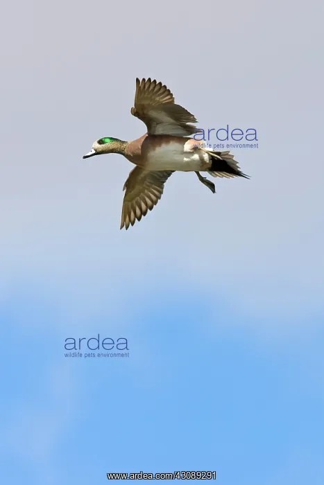 : American Wigeon in flight : American Wigeon in flight