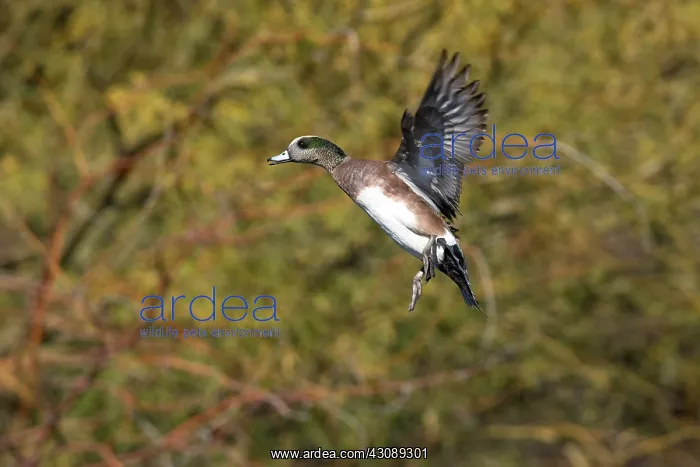 : American Wigeon in flight : American Wigeon in flight