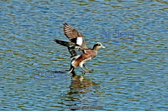  : American Wigeon landing in water