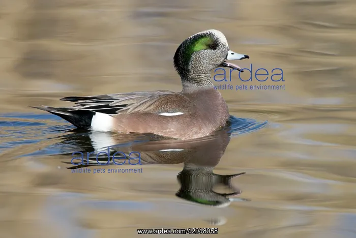 : American Wigeon - Male : American Wigeon - Male