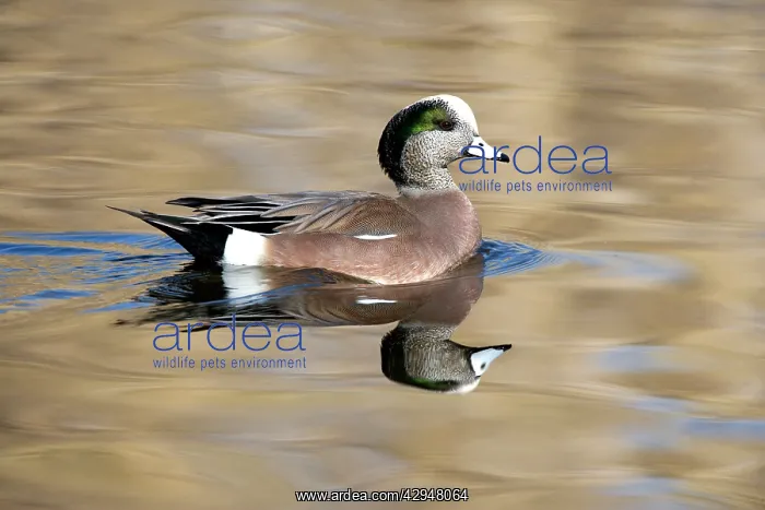 : American Wigeon - Male : American Wigeon - Male