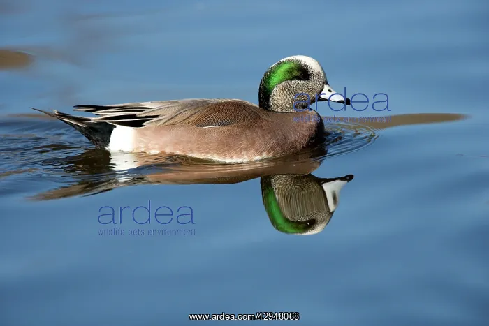: American wigeon - male : American wigeon - male