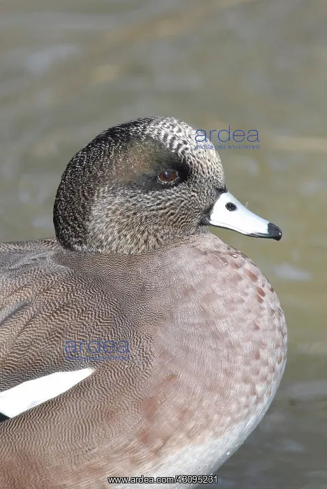  : American Wigeon Male