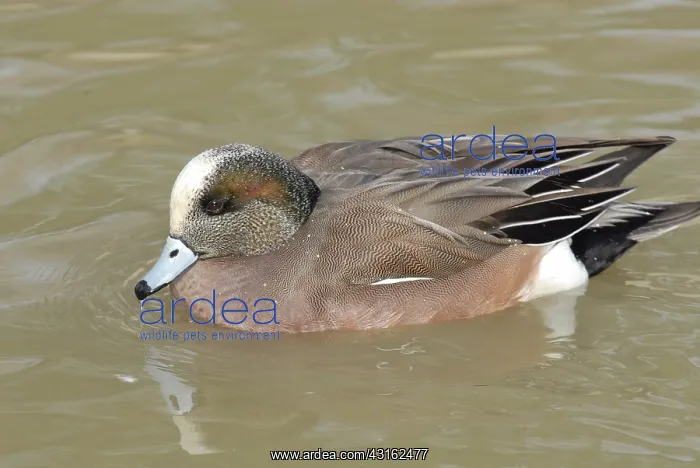 : American Wigeon Male : American Wigeon Male