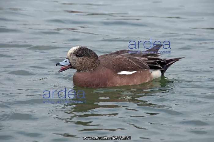 : American Wigeon male swimming : American Wigeon male swimming