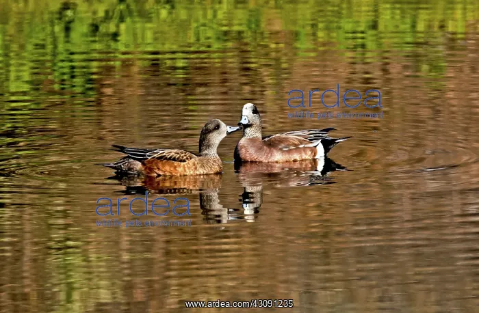 : American Wigeon Pair together : American Wigeon Pair together