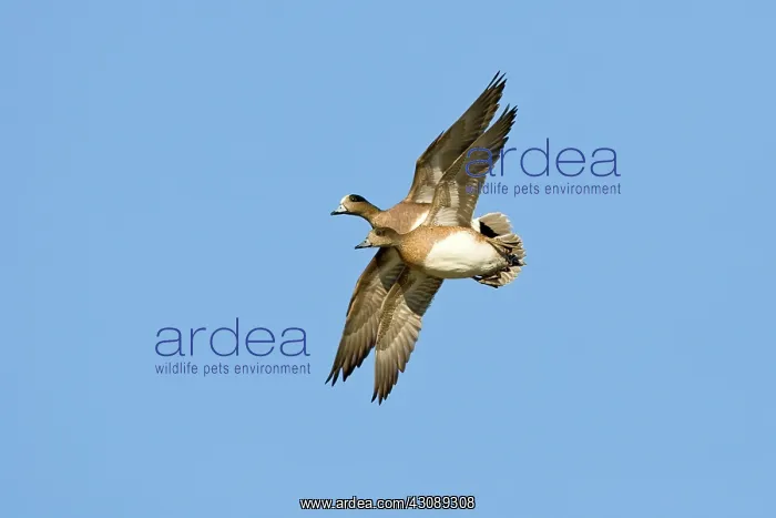 : American Wigeon Pair in Flight : American Wigeon Pair in Flight