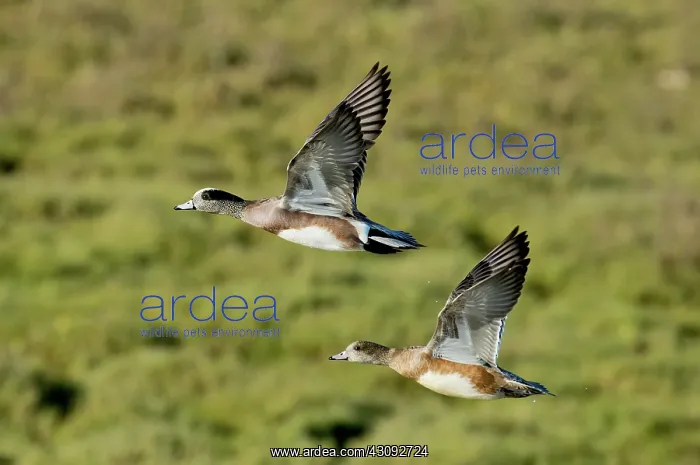 : American Wigeon pair in flight : American Wigeon pair in flight