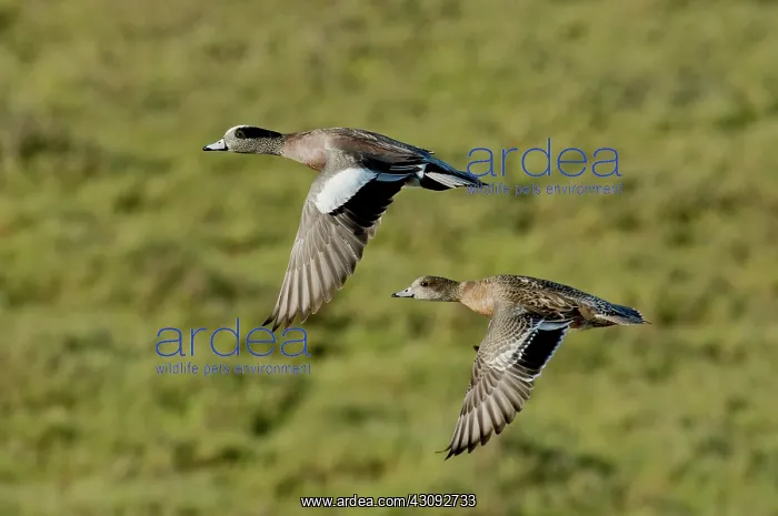 : American Wigeon pair in flight : American Wigeon pair in flight