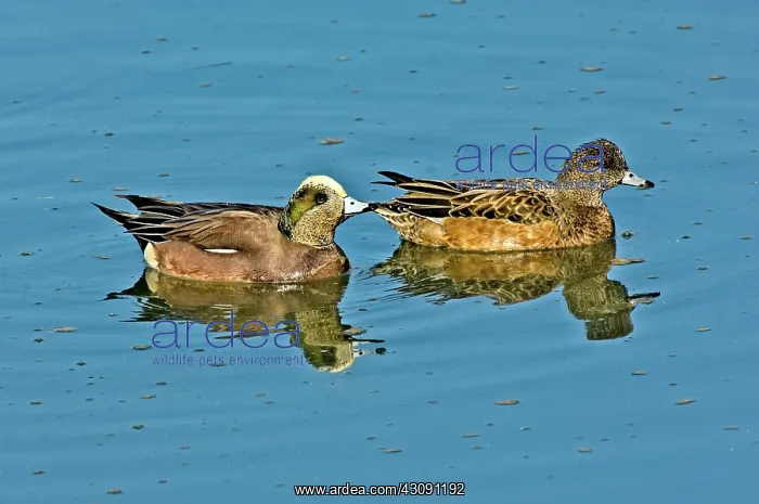 : American Wigeon pair swimming : American Wigeon pair swimming