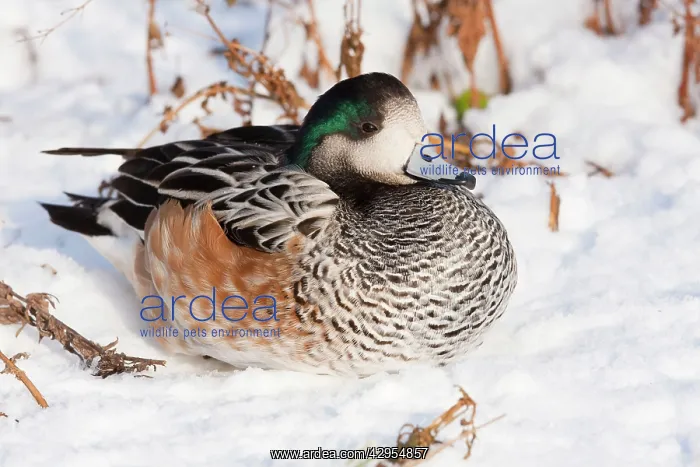 : American Wigeon - Single adult drake resting in the snow : American Wigeon - Single adult drake resting in the snow