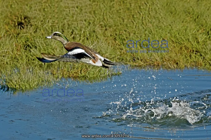  : American Wigeon Taking Off