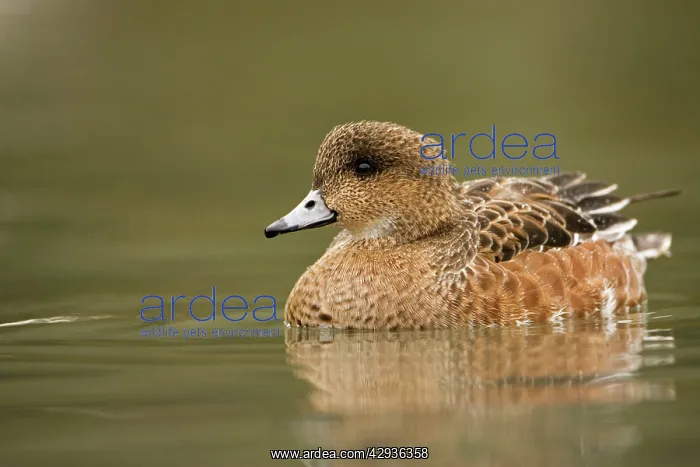 : American Wigeon - on the water : American Wigeon - on the water
