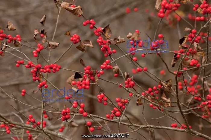 : American Winterberry : American Winterberry