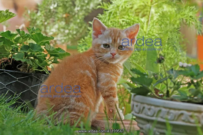 : American Wirehair cat in the garden Diverse Katzen : American Wirehair cat in the garden Diverse Katzen