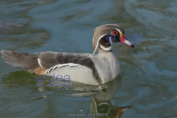 : American Wood Duck Male : American Wood Duck Male