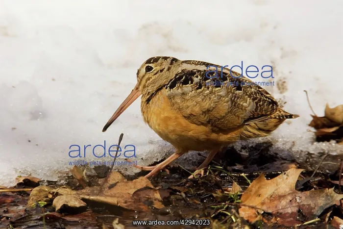 : American Woodcock : American Woodcock