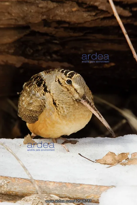 : American Woodcock : American Woodcock