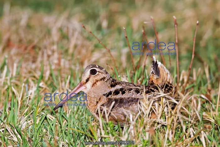 : American Woodcock : American Woodcock
