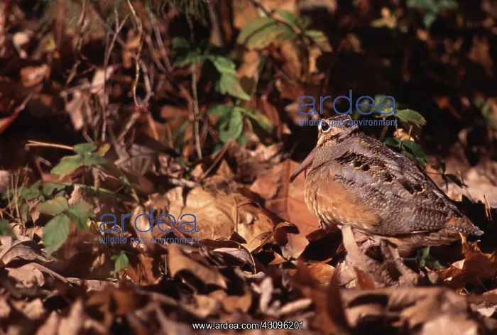 : American Woodcock : American Woodcock
