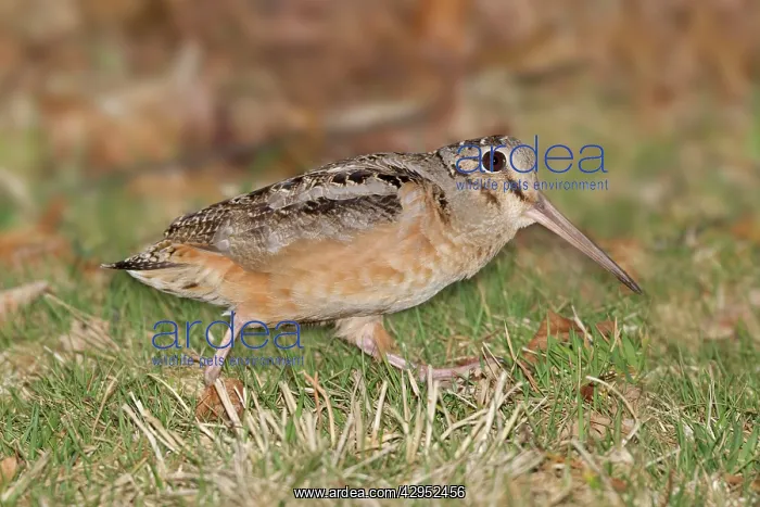 : American Woodcock, on breeding territory during courtship : American Woodcock, on breeding territory during courtship