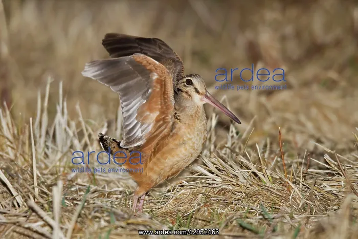 : American Woodcock, on breeding territory during courtship : American Woodcock, on breeding territory during courtship