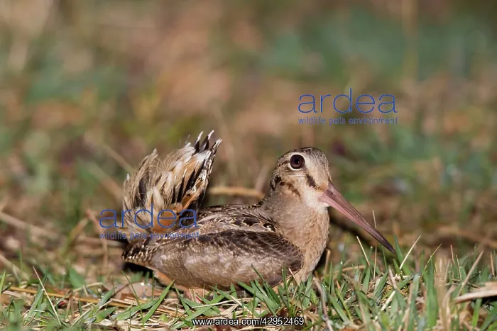 : American Woodcock, on breeding territory during courtship : American Woodcock, on breeding territory during courtship