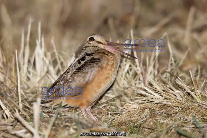 : American Woodcock - calling peenting on breeding : American Woodcock - calling peenting on breeding