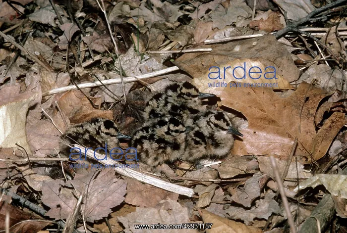 : American Woodcock - chicks : American Woodcock - chicks