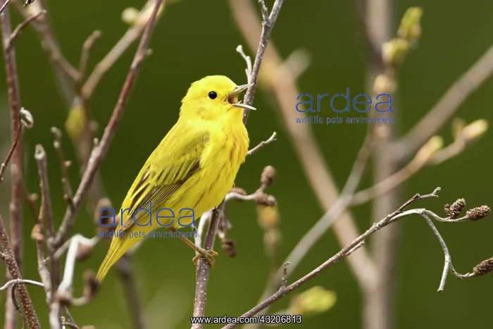 : American Yellow Ibis (Setophaga petechia), Forillon : American Yellow Ibis (Setophaga petechia), Forillon