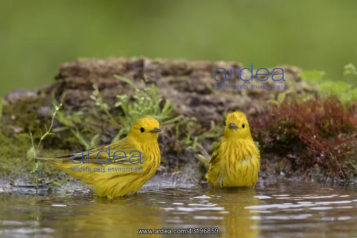 : American Yellow Warbler (Setophaga aestiva) bathing : American Yellow Warbler (Setophaga aestiva) bathing